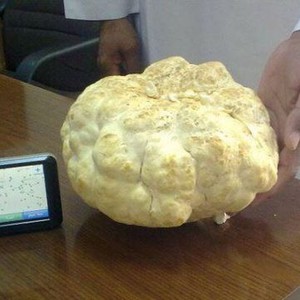 مخاوف من تلوث "الفقع" باليورانيوم في شمال السعودية