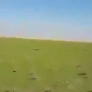 فيديو: ربيع الشمال .. عندما تتحول الصحراء إلى جنة خضراء 