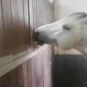 حصان خسر السباق فعوقب بالحرمان من الطعام .. لكن شاهد من أطعمه 