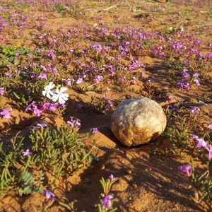 "الفقع" وليد البرق والرعد في موسم الوسم .. كنز من كنوز الطبيعة 