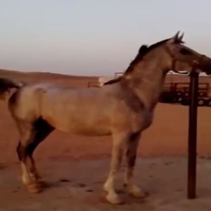 شاهد رحمة الأم..فرس عربية ترفض الهدوء إلا عند لقائها بصغيرها