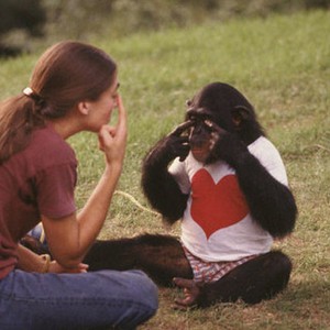 دراسة: الإنسان والشمبانزي يتعرفان على الوجوه بنفس السرعة