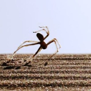 "البهلوان" العنكبوت المكتشف حديثاً في الصحراء المغربية