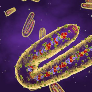 هام | السعودية تحذر مواطنيها من السفر لدولتين بعد انتشار فيروس ماربورغ