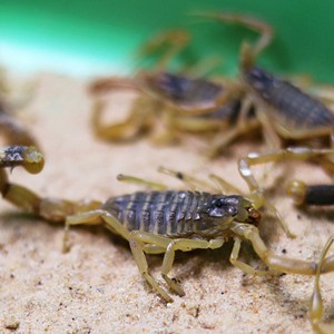 ثلاث وفيات بسبب سوء الأحوال الجوية في مصر ومئات الإصابات بلدغات العقارب