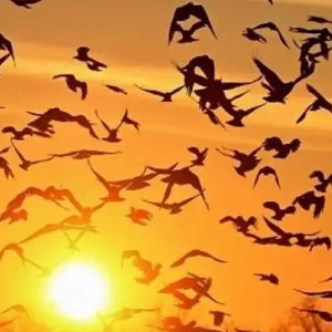 المفرق: طيور مهاجرة تقطع الكهرباء والماء عن مناطق في المحافظة