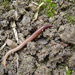 Why does earthworm come out to the surface of the soil after it rains?