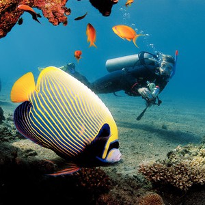 Diving in Egypt .. North Africa&#39;s underwater paradise