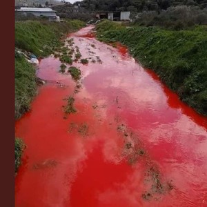 Videos | A blood-colored torrent is causing controversy in Palestine, and the competent authorities reveal the reasons