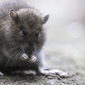 جرذان ضخمة تحتل باريس! .. تتجول وتُهاجم دون خوف وأعدادها تفوق أعداد سكان المدينة بأكثر من الضعف