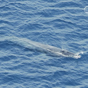 العثور على خمسة حيتان نادرة على شواطئ البحر الأحمر في السعودية