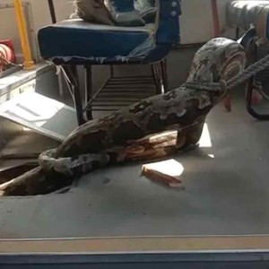 بالفيديو | ثعبان عملاق يُفاجئ طلابا في حافلة مدرسية بالهند