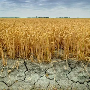 موجة الجفاف الأسوء منذ 60 عاماً تهدد محاصيل القمح في سوريا