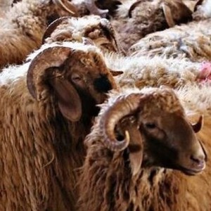 كم تبلغ أسعار الأضاحي في السعودية لهذا العام 2023 - 1444؟