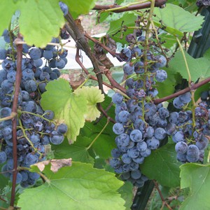 الغور الشمالي... أضرار واسعة بموسم العنب نتيجة تقلبات الطقس الحادة والأمراض الفطرية