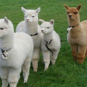 معلومات قد تجهلها عن حيوان اللاما