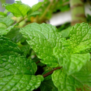 النعناع .. المُحارب الأقوى للقولون العصبي 