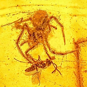 عنكبوت لا زال يُحاول الإمساك بفريسته منذ أكثر من100  مليون عام! 