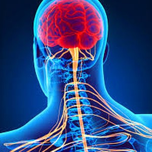 الجهاز العصبي... حقائق هامة عليك معرفتها