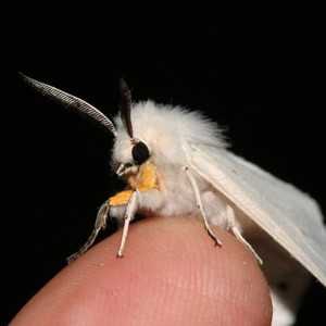 البودل .. الفراشة الفنزويلية التي يغطيها الصوف