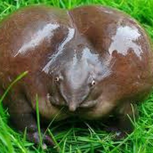 الضفدع الأرجواني.. أغرب أنواع الضفادع