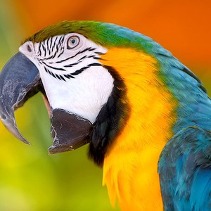 ما سر تقليد الببغاء لصوت الإنسان؟