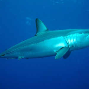 تعرف على العلاقة بين أصل أسنان الإنسان وأسماك القرش؟