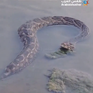 بالفيديو | ظهور نادر لثعبان ضخم في وادي بيش بجازان يثير التساؤلات عن نوعه ومدى خطورته