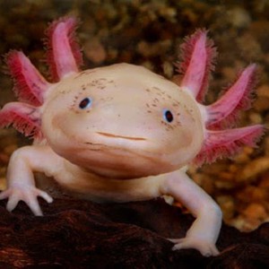 ما لا تعرفه عن عفريت الماء 