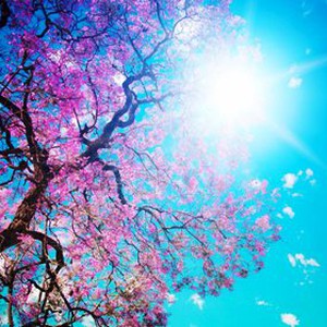 أجواء يوم السبت ربيعية لطيفة وقليلة الغيوم ..