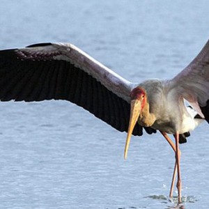 صور رائعة لطائر لقلق ينجو من بين فكي تمساح