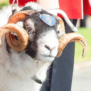 حمل يتلقى ترقية بالجيش البريطاني لرتبة رقيب وزيادة في الراتب السنوي