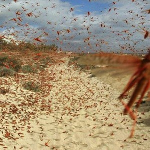 السعودية | البيئة تحذر من انتشار الجراد بين الليث والقنفذة وتبدأ عمليات المكافحة 