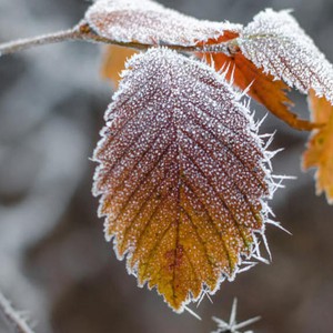 الأردن | سلطة وادي الأردن تحذر من تشكل الصقيع وخطر الانجماد