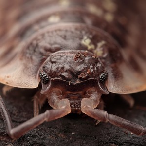 قمل الخشب.. المُدرعة الصغيرة التي تهوى الأخشاب  