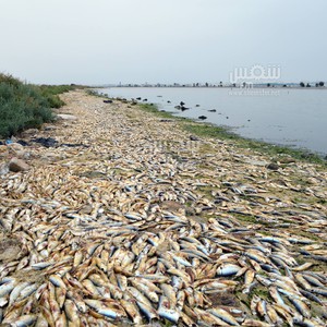 الكشف عن سر نفوق الأطنان من أسماك السردين في مياه البحر الأحمر 