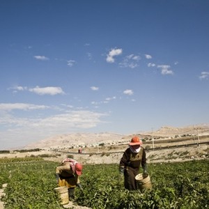 المزارعون في وادي الأردن يمتنعون عن توريد الخضار الى الأسواق 