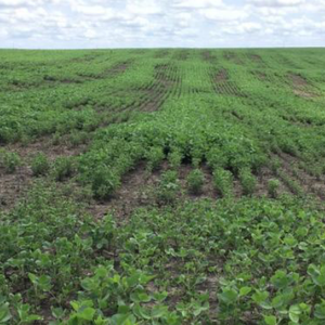 زراعة وادي الاردن : لا أضرار على مزروعات الأغوار جراء الحالة الجوية
