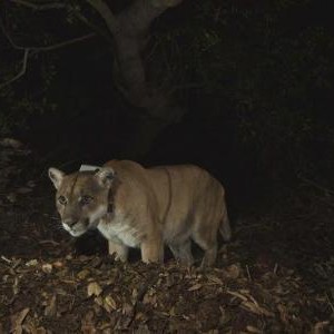 أسد جبلي يتجول حول أحياء مدينة سان فرانسيسكو