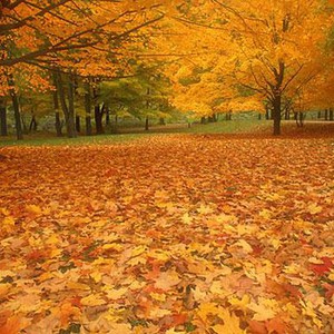 كيف تتغلب على التعب في فصل الخريف؟