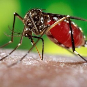 لهذه الأسباب لدغة البعوض تسبب الحكة والألم