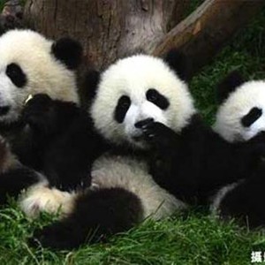 اقتراح مليون اسم لتسمية 3 توائم باندا في الصين