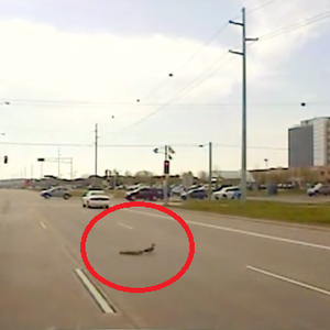 موقف إنساني جميل: شرطي مرور يوقف السير لتعبر بطة مع صغارها (فيديو)