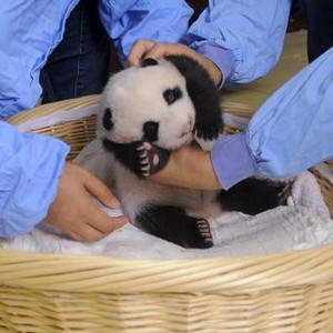 دبة باندا في أمريكا تضع مولودا من لقاح اصطناعي
