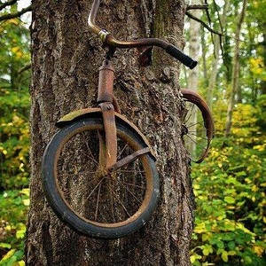 ترك دراجته في الحرب قبل 100 عام .. فأصبحت شجرة !