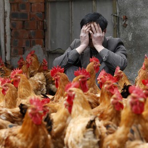 ظهور إنفلونزا الطيور من جديد في الصين 