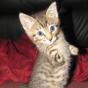 قطّ صغير بدون أطراف أماميّة يقاوم إعاقته ويُصبح حديث الساعة على الإنترنت