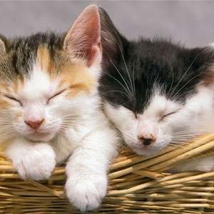 جدل واسع حول "مذبحة القطط" في القاهرة