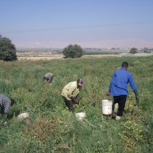 موجة الحر تتسبب بخسائر زراعية فادحة
