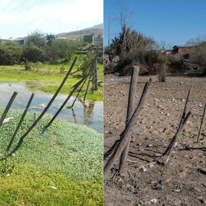 تشيلي... الجفاف يلقي بضلاله على البلاد ونفوق آلاف الحيوانات